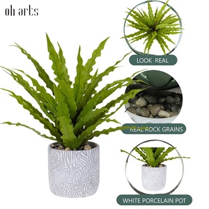 Olla <span class=keywords><strong>de</strong></span> hojas <span class=keywords><strong>de</strong></span> Osaka <span class=keywords><strong>de</strong></span> plástico <span class=keywords><strong>de</strong></span> alta calidad Oh Arts, bonsái <span class=keywords><strong>de</strong></span> Asplenium, mesa <span class=keywords><strong>Buxus</strong></span>, vegetación, Artificial Nido <span class=keywords><strong>de</strong></span> Pájaro <span class=keywords><strong>de</strong></span> seda, Helecho, hogar al aire libre - Product Image 5