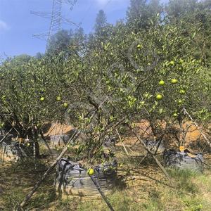 HOKBG, venta al por mayor, barato, <span class=keywords><strong>100</strong></span> galones, 400 <span class=keywords><strong>litros</strong></span>, 90x65cm, <span class=keywords><strong>maceta</strong></span> de plástico negro, jardín al aire libre, flor, vivero, bolsa de cultivo de plantas para mandarina - Product Image 2