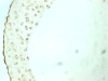 Juego de 16 Portaobjetos Preparados para <span class=keywords><strong>Microscopio</strong></span>, Biología General de Nivel Avanzado para Laboratorios de Secundaria y Universidad, CE ISO ROHS CNAS - Product Image 4