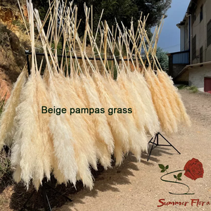 2024 Top vendeur de haute qualité fleur séchée décorative naturelle vraie herbe de pampa grandes pampas beiges pour la décoration de <span class=keywords><strong>mariage</strong></span> - Product Image 3