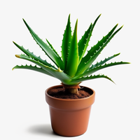 Aogubio Biologische Cosmetische Grondstoffen Aloë Vera Gel Extract 200:1 Cosmetische Kwaliteit Aloë Vera Gefreeze-droogd Poeder