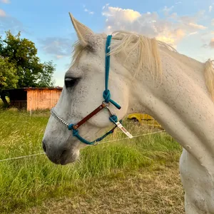 Bán buôn chất lượng hàng đầu cưỡi ngựa Halter và dây cương dây Halter đua ngựa Thiết bị khóa da nylon ngoài trời Trọng lượng nhẹ