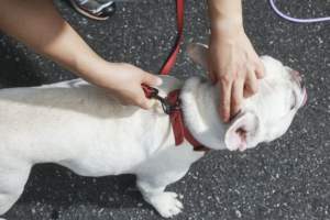 Collar de correa de perro de cuero Premium ajustable suave y duradero para uso diario - Product Image 4