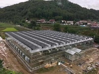 Serre agricole multi-chapiteaux en polycarbonate de grande taille pour la culture de tomates