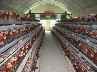 Équipement d'élevage avicole, équipement d'élevage de poules pondeuses et cages. Agriculture à haut rendement, agriculture en plusieurs niveaux.