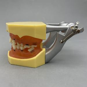 Tandheelkundig Model Voor Tandheelkundige Parodontale Pathologische Modelpraktijk Zachte Gingiva - Product Image 3