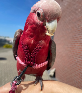 <span class=keywords><strong>2026</strong></span> Individuelles Logo Kleines Verstellbares Papageien-Trainings-Design Anti-Beiß Blauer Vogel <span class=keywords><strong>Nylon</strong></span>-Seil-Geschirr-Leine - Product Image 6