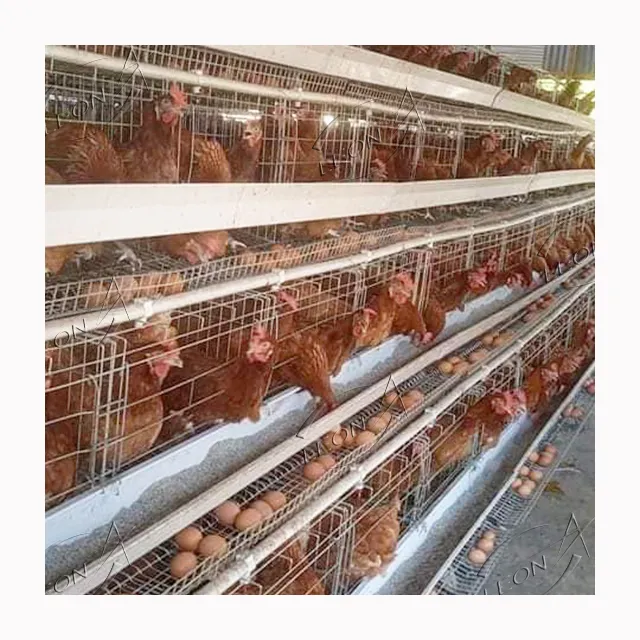 Precio barato jaulas de pájaros de animales de acero inoxidable 5000 jaula de pollo para la venta