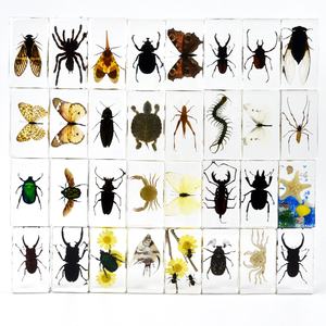 بالجملة مرقطة راتنج خنفساء طويلة القرن ثقل الورق حرفة عينة تعليمية حقيقية للتعلم والغرض الزخرفي - Product Image 6