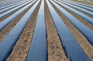 Plante Polyéthylène Bâches En Plastique argent <span class=keywords><strong>noir</strong></span> <span class=keywords><strong>film</strong></span> de paillis <span class=keywords><strong>agricole</strong></span> - Product Image 4