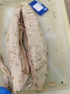 Nouveau traitement de haute qualité Thunnus Alalunga congelé longe de <span class=keywords><strong>thon</strong></span> germon précuit congelé pour la mise en conserve - Product Image 5