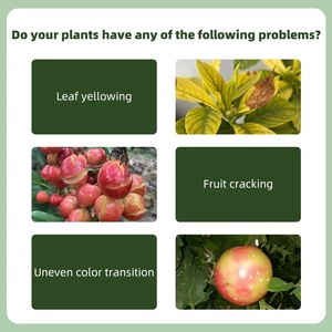 Organische Vloeibare Meststof Geconcentreerde Zeewier Extract Meststof Voor Het Rooten Van Zaailing Groei Fruit Promotie Bloeiende Grond - Product Image 4