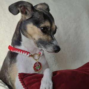 <span class=keywords><strong>Collar</strong></span> de Perro Personalizado de Paracord, Ligero, Trenzado, con Etiqueta de Identificación para Mascotas, <span class=keywords><strong>Collar</strong></span> Trenzado de Dos Tonos, <span class=keywords><strong>Collar</strong></span> con Etiqueta para Interiores - Product Image 2
