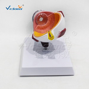 Modèle de section horizontale de l'hémisphère oculaire de qualité anatomique ; utilisé pour les démonstrations de communication médecin-patient en - Product Image 3