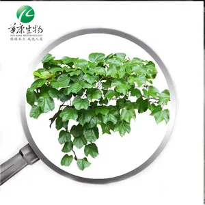 Ivy Extract Hederacoside C Hedera helix Ivy Leaf Extract