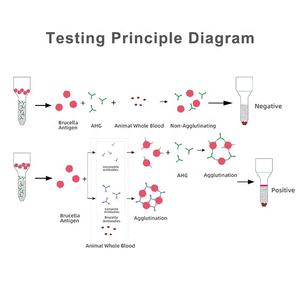 <span class=keywords><strong>Kit</strong></span> de <span class=keywords><strong>Test</strong></span> Ab de brucellose rapide en une étape pour mouton, Offre Spéciale - Product Image 3