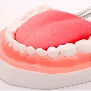 Modelo de enseñanza dental 6X de PVC, grande, con 32 dientes y lengua, herramienta didáctica para estudiantes de odontología - Product Image 5