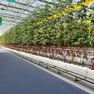 Greenhouse agricultural nft gully hydroponics growing system indoor farming for hydro-farm