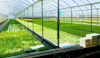 Systèmes de serres hydroponiques à micro-brumisation haute pression, serres pour légumes et fruits avec capteur de température et d'humidité