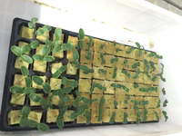 Cubes de laine de roche hydroponiques Australie Bloc de laine de roche spécial pour serre agricole