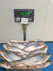 Vente en gros et exportation de <span class=keywords><strong>poisson</strong></span> basa entier congelé, <span class=keywords><strong>poisson</strong></span> <span class=keywords><strong>pangas</strong></span> congelé, <span class=keywords><strong>poisson</strong></span> pangasius congelé de Malaisie - Product Image 3