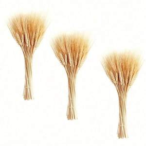 <span class=keywords><strong>ก้าน</strong></span>ข้าวสาลีแห้ง 155 <span class=keywords><strong>ก้าน</strong></span> ดอกไม้แห้งจากข้าวสาลีธรรมชาติ สำหรับตกแต่งบ้าน ห้องครัว งานแต่งงาน งานเลี้ยง ตกแต่งโต๊ะ จัดแจกัน พวงหรีดเก็บเกี่ยว สไตล์โบโฮ - Product Image 3