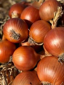 Yüksek kaliteli doğal organik kırmızı soğan, dubai'ye büyük boy taze kırmızı soğan tedarik eden çin soğan tedarikçilerinden geliyor - Product Image 5