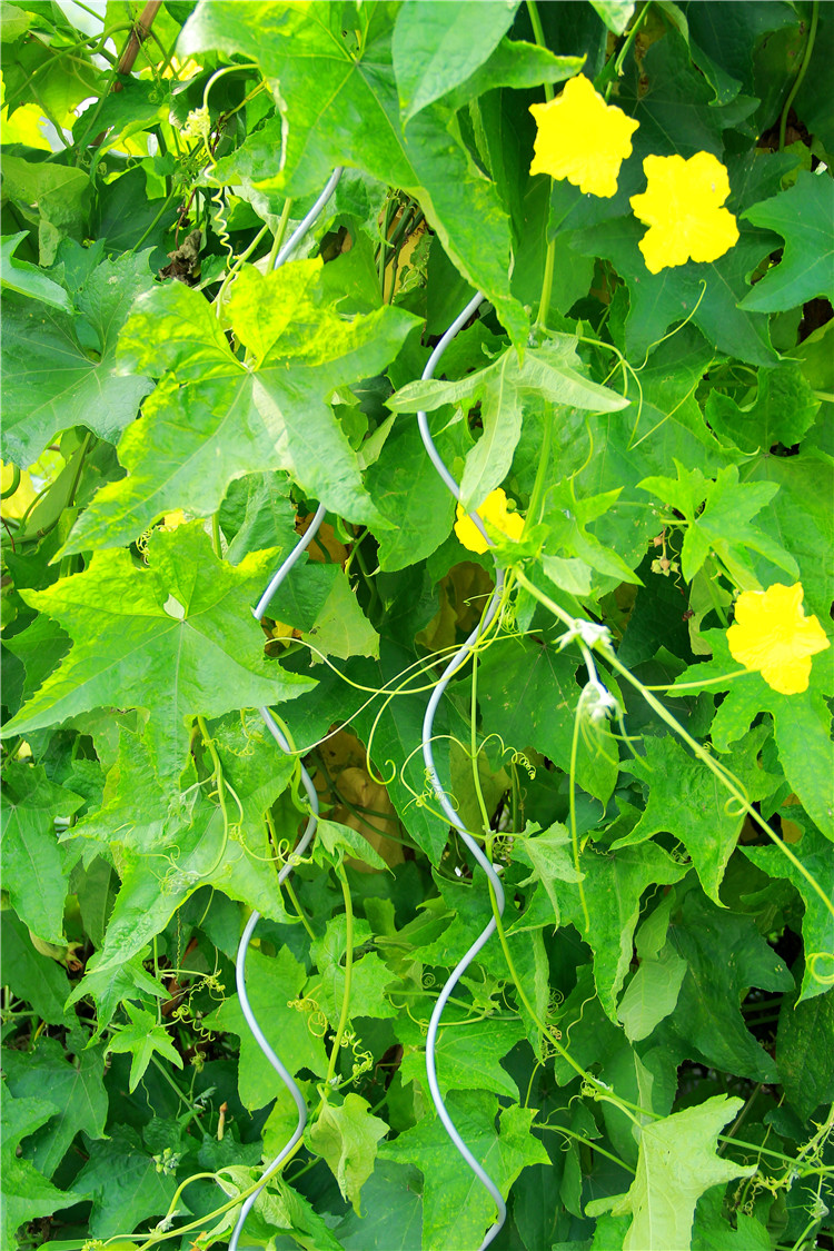 Sprial Stick Garden Spiral Support Wire Tomato Stakes For Gardenlant