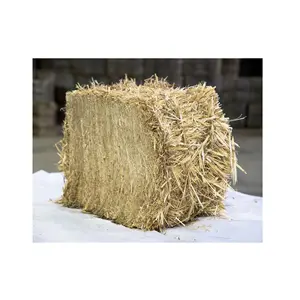 Premium Quality Straw Hay Grass Animal Feed Available at Wholesale Price For Animal Feeding With Customized Packing