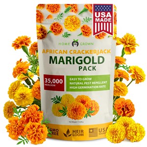 Qualité supérieure Crackerjack Marigold Set Home Grown Outdoor Garden Flower <span class=keywords><strong>Pot</strong></span> Europe Design Nursery Bulk Desktop Floor Use - Product Image 1