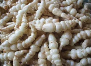 ผง <span class=keywords><strong>stachyose</strong></span> เกรดอาหารอาหารเสริมเป็นกลุ่ม Rehmannia glutinosa สารสกัดจาก <span class=keywords><strong>stachyose</strong></span> - Product Image 3