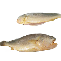 Corvina Fish, poisson de haute qualité, entier, rond, congelé, croaker jaune