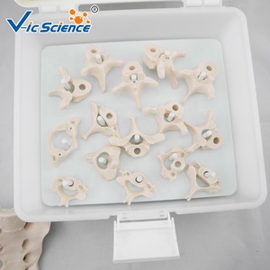 Modelo de Columna Vertebral Miniatura para Enseñanza Médica, Columna Vertebral de Tamaño Real Desarticulada, Modelo Realista de Esqueletos Humanos de Plástico - Product Image 2
