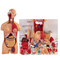 Modèle de torse bisexuel en PVC de 85cm, 40 parties dissectibles, structure d'organe du corps humain, modèle de squelette anatomique pour la science médicale