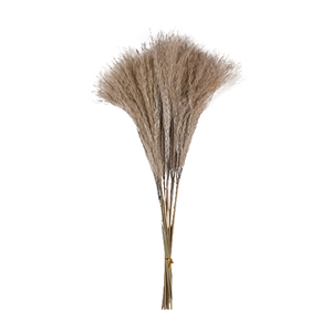 Boutonnieres <span class=keywords><strong>de</strong></span> flores secas <span class=keywords><strong>de</strong></span> nueva tendencia hechos a mano para decoración del hogar batidor <span class=keywords><strong>de</strong></span> <span class=keywords><strong>cola</strong></span> <span class=keywords><strong>de</strong></span> <span class=keywords><strong>caballo</strong></span> para graduación Día <span class=keywords><strong>DE</strong></span> LA MADRE Pascua Navidad - Product Image 1