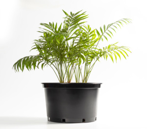 Pots en plastique moulé par injection noirs <span class=keywords><strong>de</strong></span> 7,5 L (tailles 1/1,5//2/3/5/6/7/10/12/15 gallons) pour pépinière et <span class=keywords><strong>jardin</strong></span> - Product Image 6