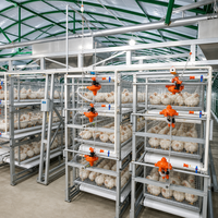 Cage à poulets de chair de type H, 3 à 6 niveaux, entièrement automatique, pour élevage de poulets de chair