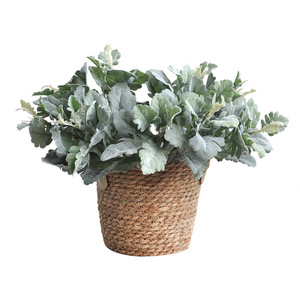 Feuillage Artificiel Effet Givre (Feuilles de Wattle Argentées Floquées) 33CM Moderne pour Arrangements Floraux Rustiques Décoration Intérieure - Product Image 5