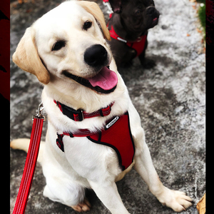 オックスフォードフレンチブルドッグ用犬用ハーネスメタルバックル3ポイントハーネス犬用強いハーネス - Product Image 6