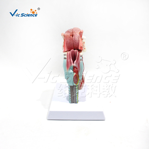 Modelo Anatómico Integrado <span class=keywords><strong>de</strong></span> Laringe, Lengua y Dientes, Desmontable en 5 Piezas, <span class=keywords><strong>de</strong></span> PVC, para Estomatología, Anatomía <span class=keywords><strong>de</strong></span> Otorrinolaringología, Laboratorio, con Certificaciones CE/ISO/ROHS/CNAS - Product Image 5