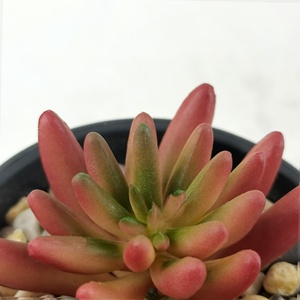 Mini Planta Suculenta <span class=keywords><strong>Artificial</strong></span> em Vaso Plástico Pequeno, Planta Falsa para Decoração de Casa e Escritório - Product Image 2