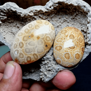 Venta al por mayor de piedras de coral natural pulidas, piedras de jade para la palma de la mano, piedras curativas, piedras de cuarzo para la decoración del hogar y la oficina, regalo para el Día de Acción de Gracias - Product Image 1