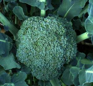 ブロッコリーエキススルフォラファン粉末大根種子エキス - Product Image 5