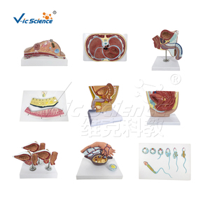 Sơ Đồ mặt cắt ngang qua bụng bộ phận giải phẫu người mô hình giảng dạy y tế của con người - Product Image 3