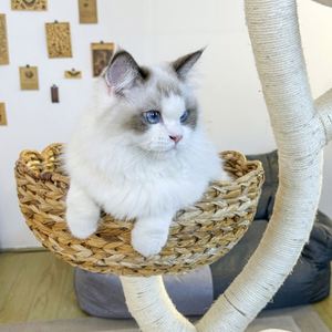 Cat Tree Kitty Activity Center Gato Escalada Juguete con Cattail Fluff Bed Condo Sisal Rascador Poste - Product Image 4