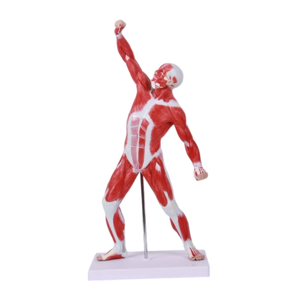 Modelo anatômico da amazon top da venda mostra os músculos superficiais do corpo humano