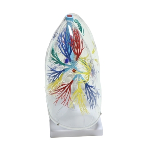 Modèle anatomique avancé et transparent du poumon humain pour la science médicale - Product Image 3