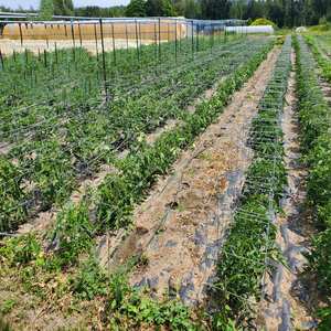 Resistente acciaio zincato gabbia di supporto di pomodoro quadrato resistente pianta da giardino ad alte prestazioni rivestimento in polvere imballaggio in scatola - Product Image 5