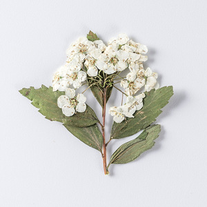 Naturale dry press <span class=keywords><strong>fiore</strong></span> <span class=keywords><strong>narciso</strong></span> candela fare torte decorazioni fiori secchi pressati per resina - Product Image 1