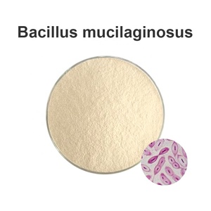 <span class=keywords><strong>Insen</strong></span> fournit une poudre de Bacillus Megaterium à haute teneur - Product Image 6